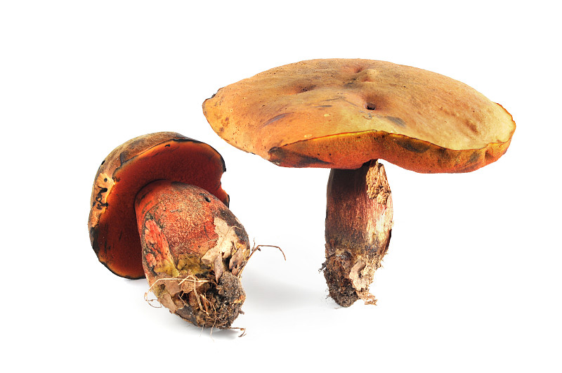 点茎牛肝菌(Boletus erythropus) - flkenstieliger hexenr&# 246;hrling